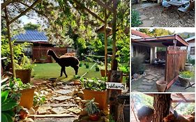 Alpaca Self Catering Cottage Kleinmond